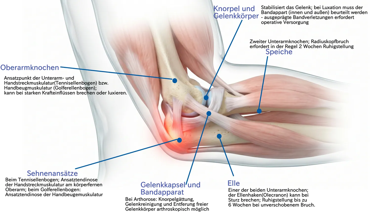 Anatomie des Ellenbogens – Oberarmknochen, Elle, Speiche, Sehnenansätze, Gelenkkapsel und Bandapparat